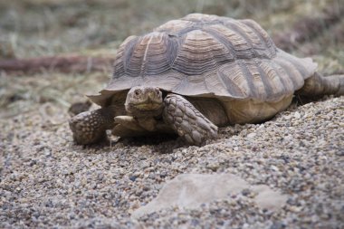 Sahilde dev kaplumbağa üzerinde kapat