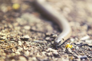 Natrix yılan orman bckground üzerinde kapat