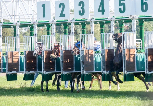 Wroclaw, Poland, 7 August 2016,  horse racing in Wroclaw — Stock Photo, Image