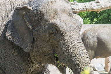 eski fil yemek yeme yakın çekim
