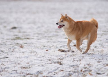 Kırmızı Shiba Inu köpek kar üzerinde