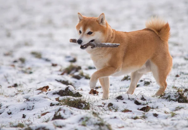 Rojo Shiba inu perro en la nieve — Foto de Stock