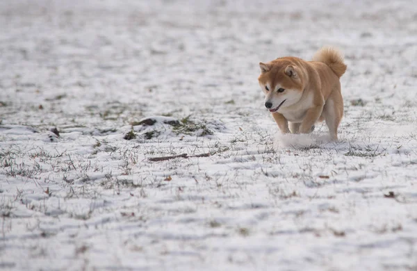 Red Shiba inu cane sulla neve — Foto Stock