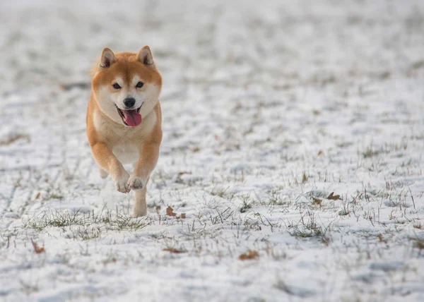 Red Shiba inu hond op de sneeuw — Stockfoto