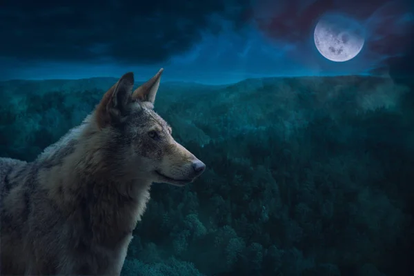 Grijze Alpha Wolf tijdens volle maan nacht in de woestijn. — Stockfoto