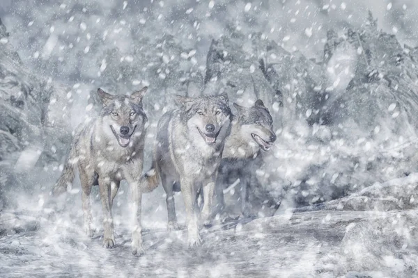 Manada de lobos en la montaña, invierno y nieve — Foto de Stock