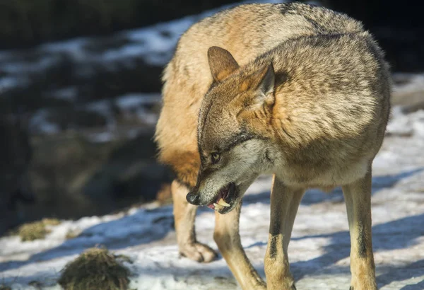 Close up on Aggressive wolf stuffed, winter — Stock Photo, Image