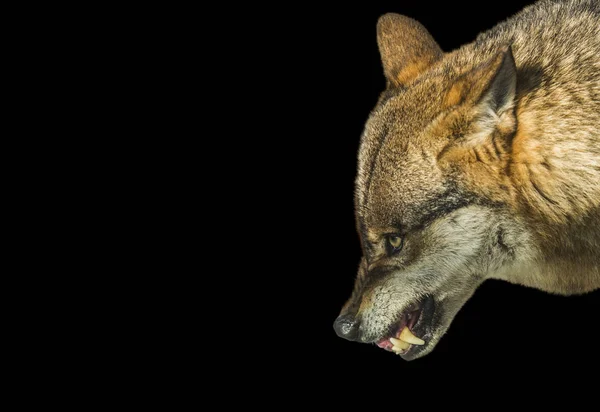 Aggressive wolf stuffed on black  background — Stock Photo, Image