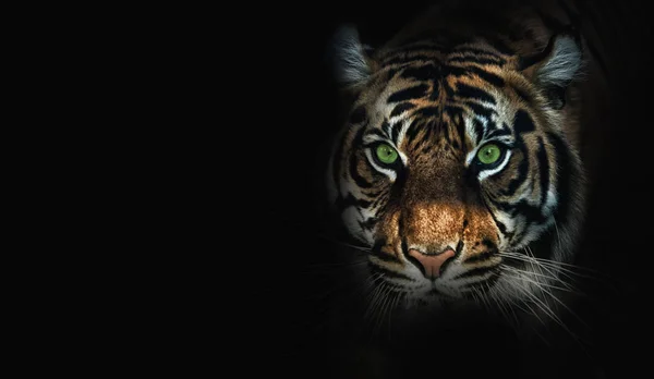 Крупным планом на тигре, черный фон — стоковое фото