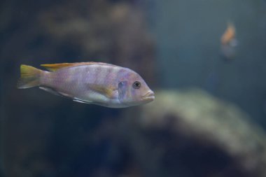 Tanganika ve Malawi Gölü balık