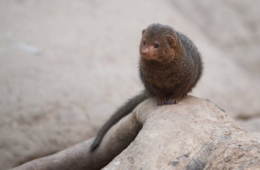 Mangoose (Herpestes) ağaç üzerinde yakın çekim
