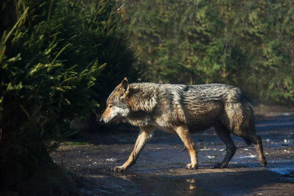 Nassen grauen Wolf im Wald nach dem Regen — Stockfoto