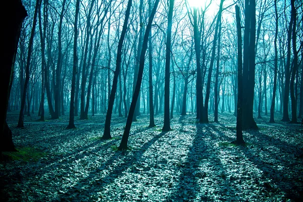 Mystérieuse forêt sombre dans le brouillard, nuit bleue — Photo