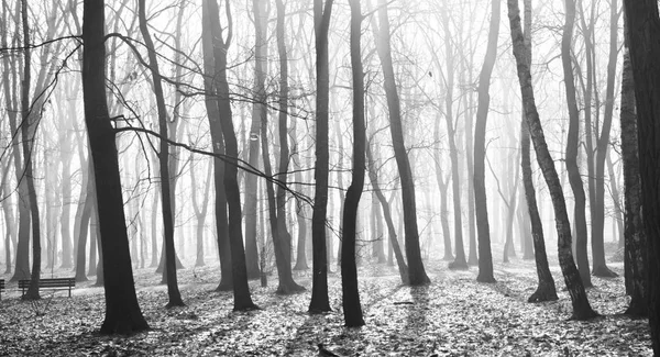 Mystérieuse vieille forêt sombre dans le brouillard, noir et blanc — Photo