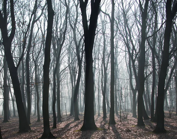 Mystérieuse vieille forêt sombre dans le brouillard — Photo