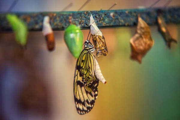 Idee Leukämie-Schmetterling geboren — Stockfoto