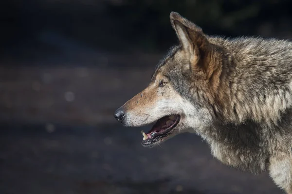 Primer plano en la cabeza de lobo gris solo — Foto de Stock