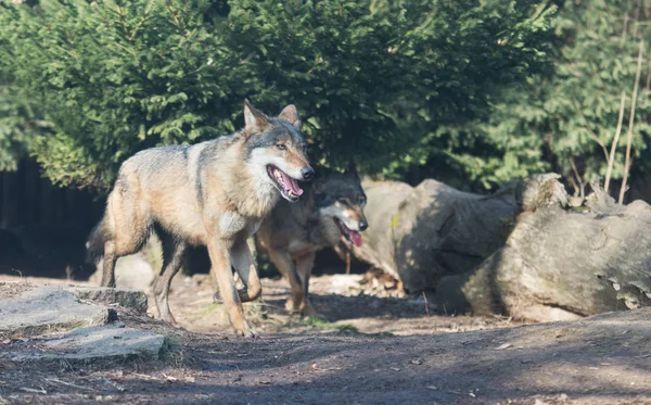 Fechar em pacote de lobos na floresta — Fotografia de Stock