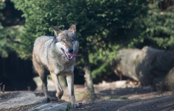 Nahaufnahme vom Wolfsrudel im Wald — Stockfoto