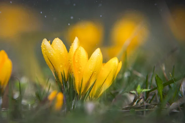 Närbild på gul krokus med vattendroppar och regn — Stockfoto