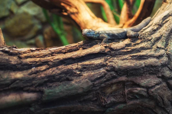 Close up on lizard on the tree — Stock Photo, Image