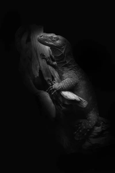 Monitor de crocodilo (Varanous salvadori) sobre fundo preto — Fotografia de Stock