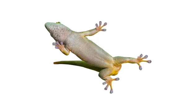 Primer plano en lagarto gecko sobre fondo blanco —  Fotos de Stock