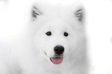 Samoyed köpek beyaz arka plan üzerinde kapat