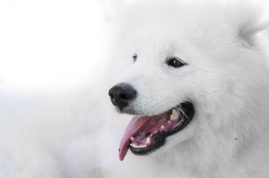 Samoyed köpek beyaz arka plan üzerinde kapat
