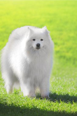Samoyed köpek yeşil çimenlerin üzerinde kapat