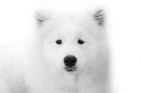 Close up em Samoyed cão no fundo branco — Fotografia de Stock