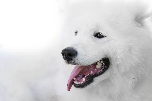 Primer plano en perro Samoyedo sobre fondo blanco — Foto de Stock