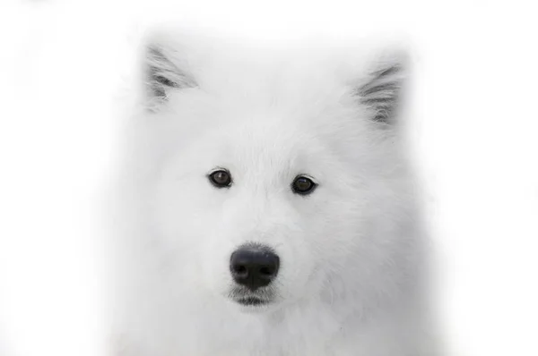 紧靠在白色背景上的萨摩耶犬 — 图库照片