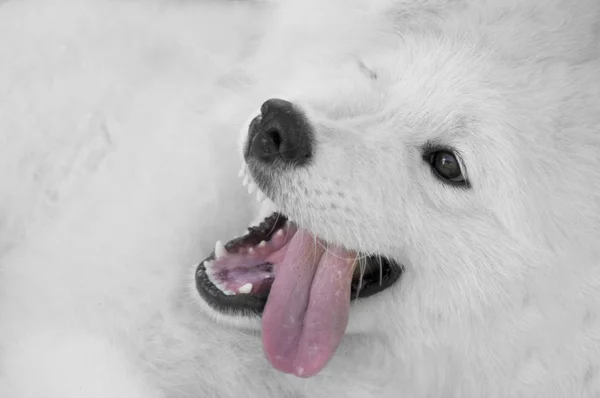Крупным планом на белом фоне самоедской собаки — стоковое фото