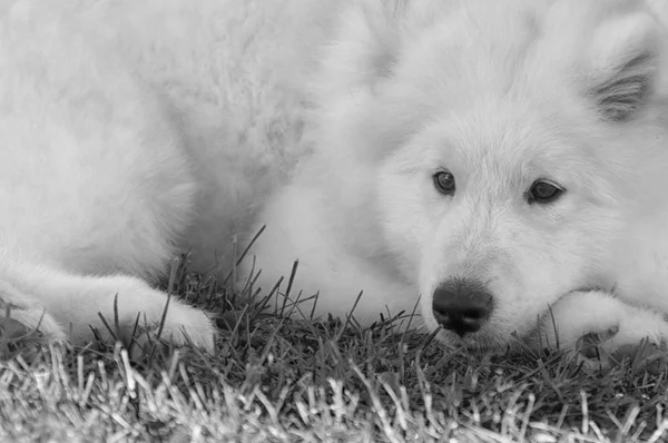 Samoyed cão na grama, preto e branco — Fotografia de Stock