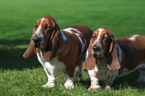 Dois Basset cão na grama verde — Fotografia de Stock