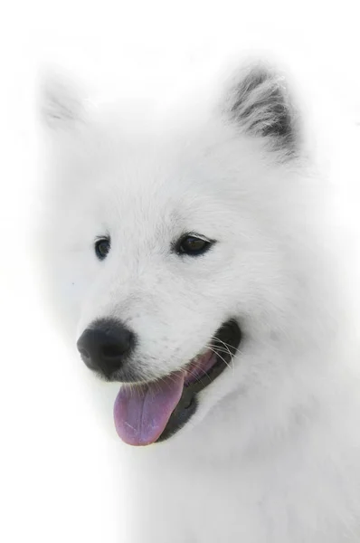 Primer plano en perro Samoyedo sobre fondo blanco — Foto de Stock