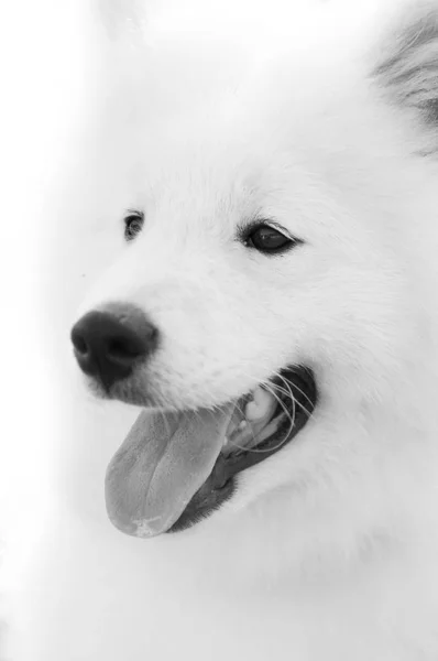 Primer plano en perro Samoyedo sobre fondo blanco —  Fotos de Stock
