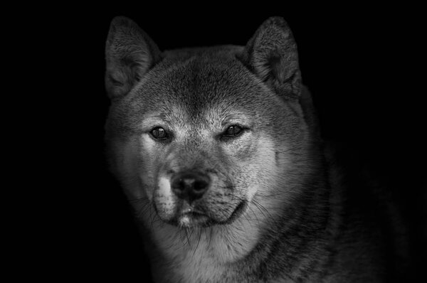 Portrait of old Shiba inu dog on black background