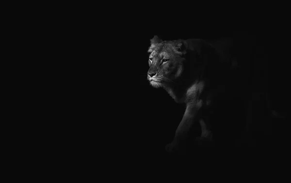 Fechar em tigre no fundo preto, preto e branco — Fotografia de Stock