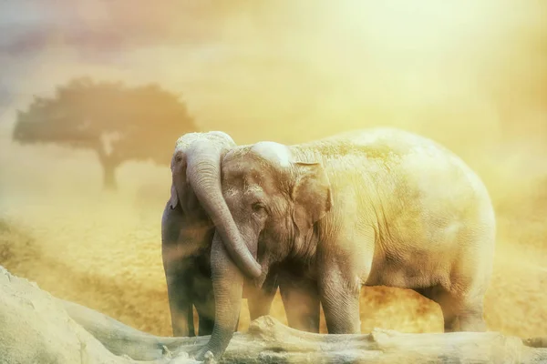 Elephant love in the sandstorm on the desert Stock Picture
