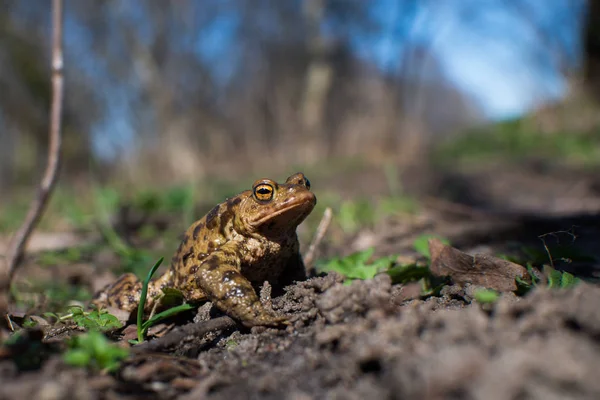 Close up on common frog in the forest, Europe — Stock Photo, Image