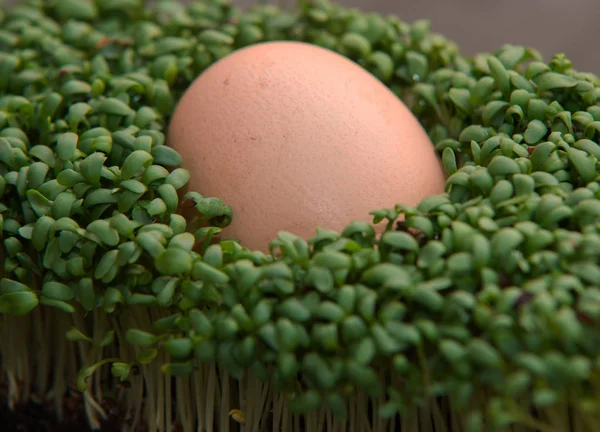 Close up on egg in the cress on dark background — Stock Photo, Image