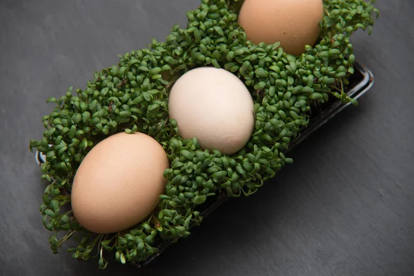 Close up on egg in the cress on dark background — Stock Photo, Image