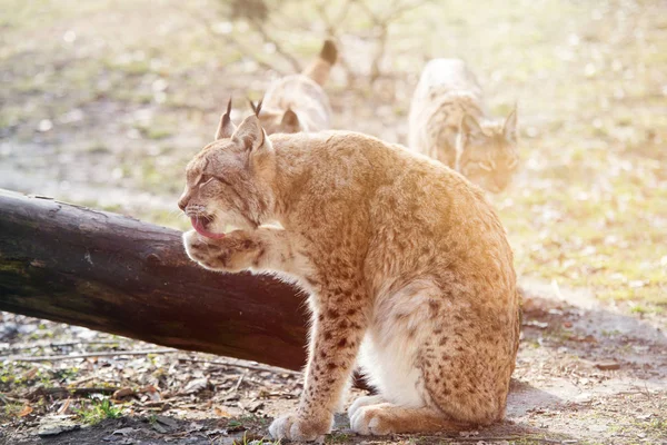 Primer plano en lince en el bosque — Foto de Stock