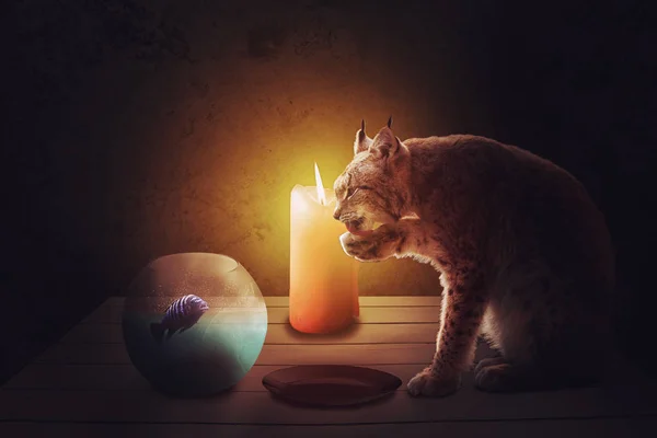 Cena romántica, gato (lince) y pescado con luz de vela —  Fotos de Stock