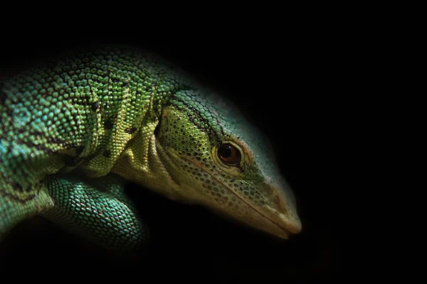 Closo up em lagarto verde no fundo preto — Fotografia de Stock