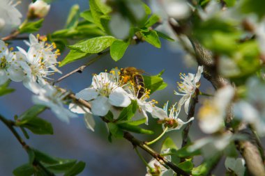 Bal arısı ağaç çiçek yakın çekim