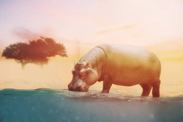 Fechar em hipopótamo água potável — Fotografia de Stock