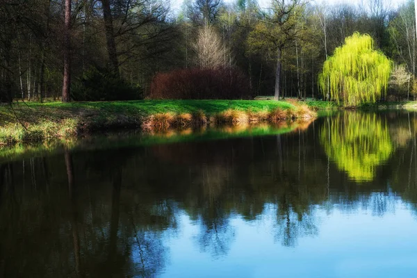 Весняна сцена в парку, відображення в болоті — стокове фото